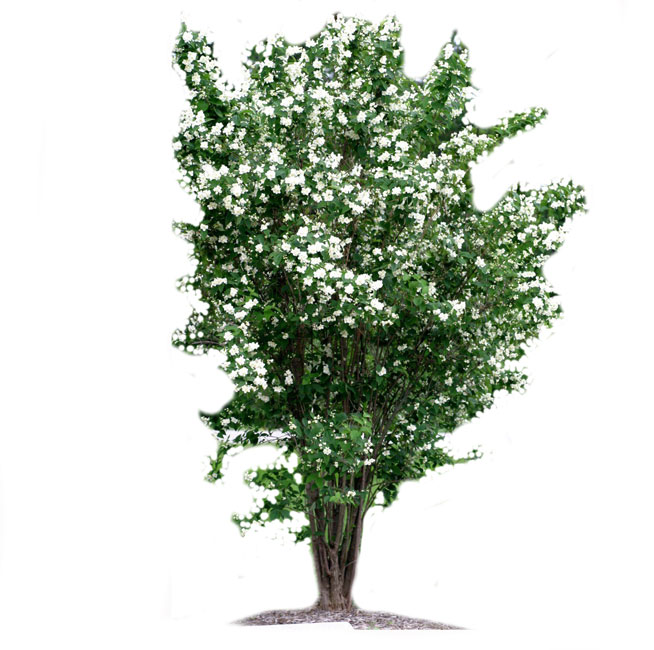 یاس شیروانی